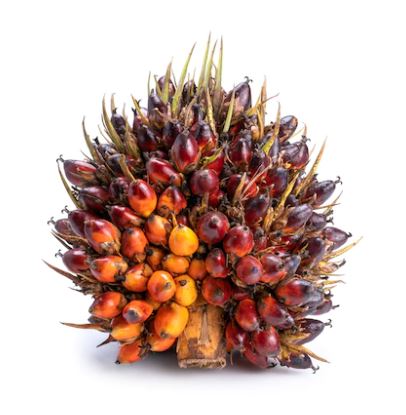 chumphon_oilplam